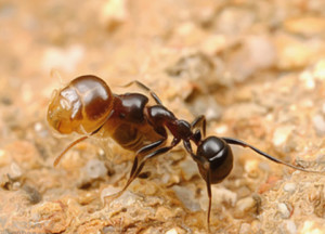 nasty little termites