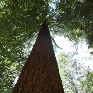 TALL TREE