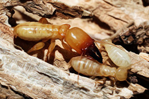 termite inspection Frankston copy